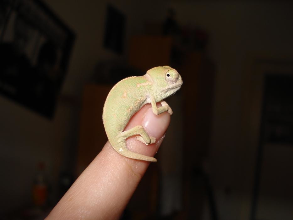 Bilder die tierärztin