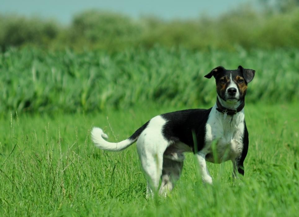 Bilder die tierärztin