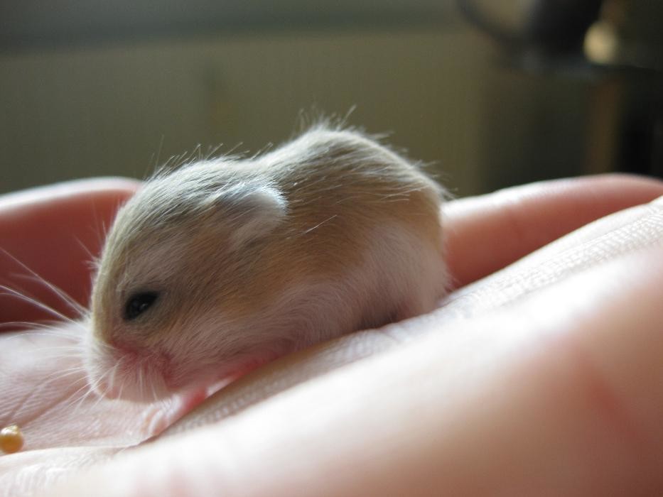 Bilder die tierärztin