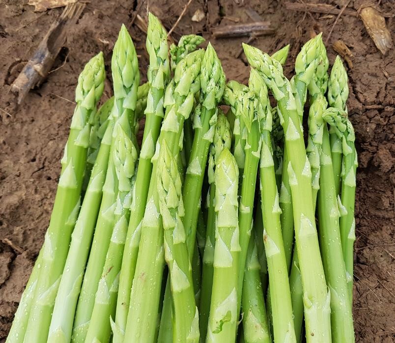 Bilder Beeren & Spargel v. Mentzingen