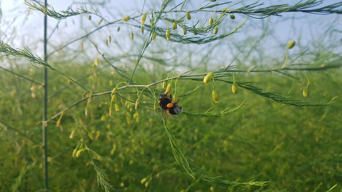 Bilder Beeren & Spargel v. Mentzingen