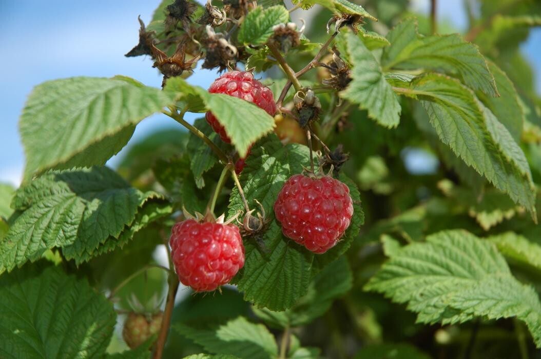 Bilder Beeren & Spargel v. Mentzingen