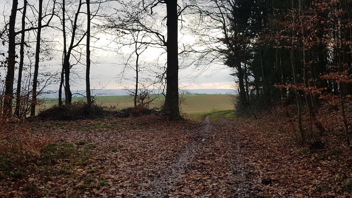 Bilder Beeren & Spargel v. Mentzingen