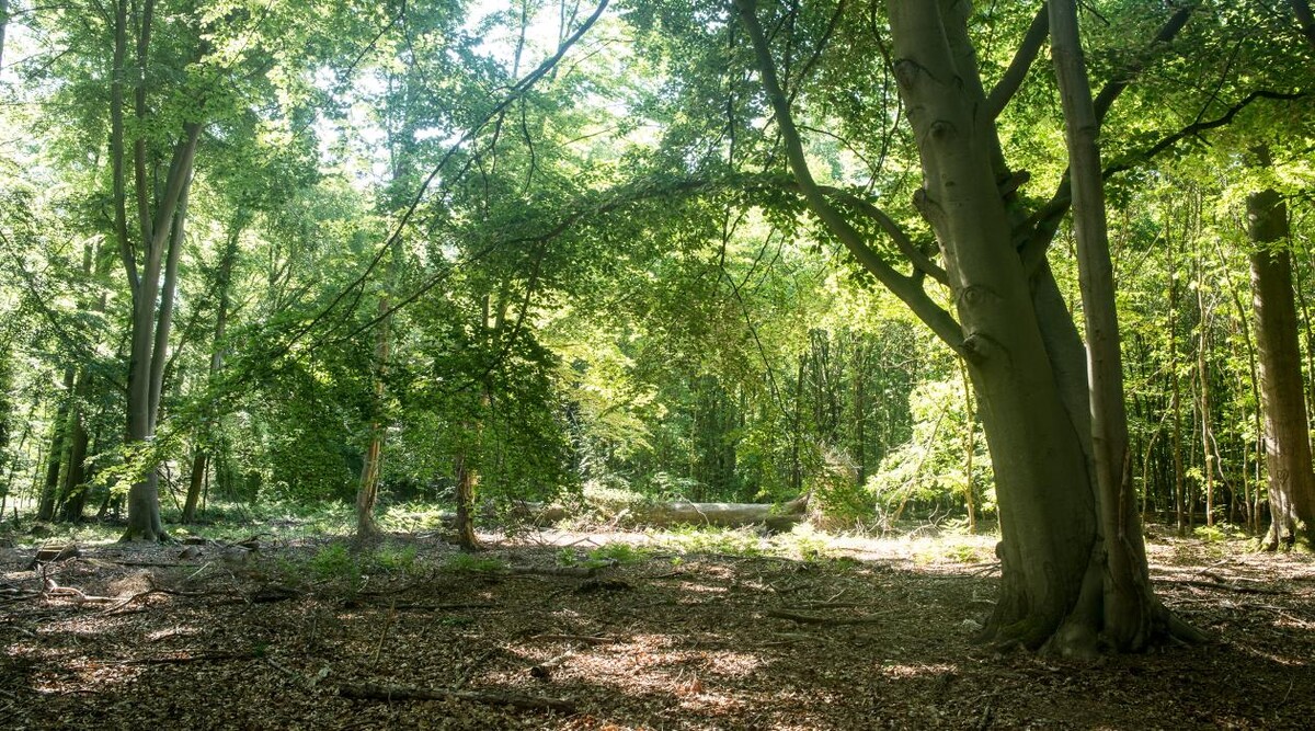 Bilder FriedWald Goch-Tannenbusch