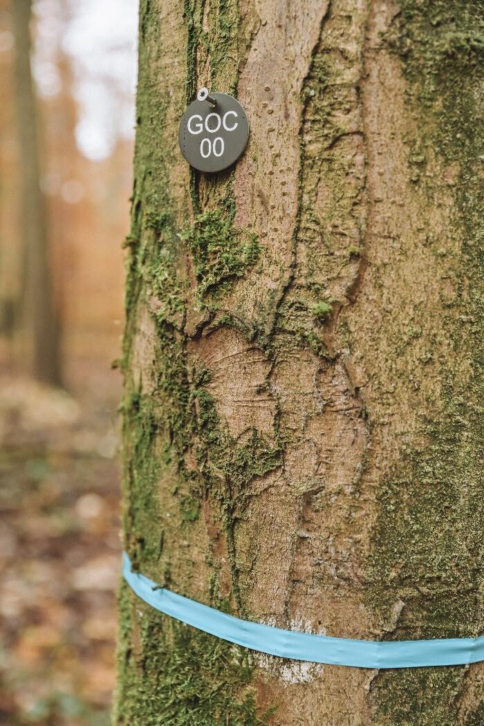 Bilder FriedWald Goch-Tannenbusch