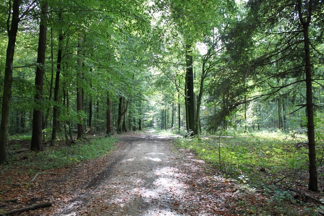 Bilder FriedWald Goch-Tannenbusch