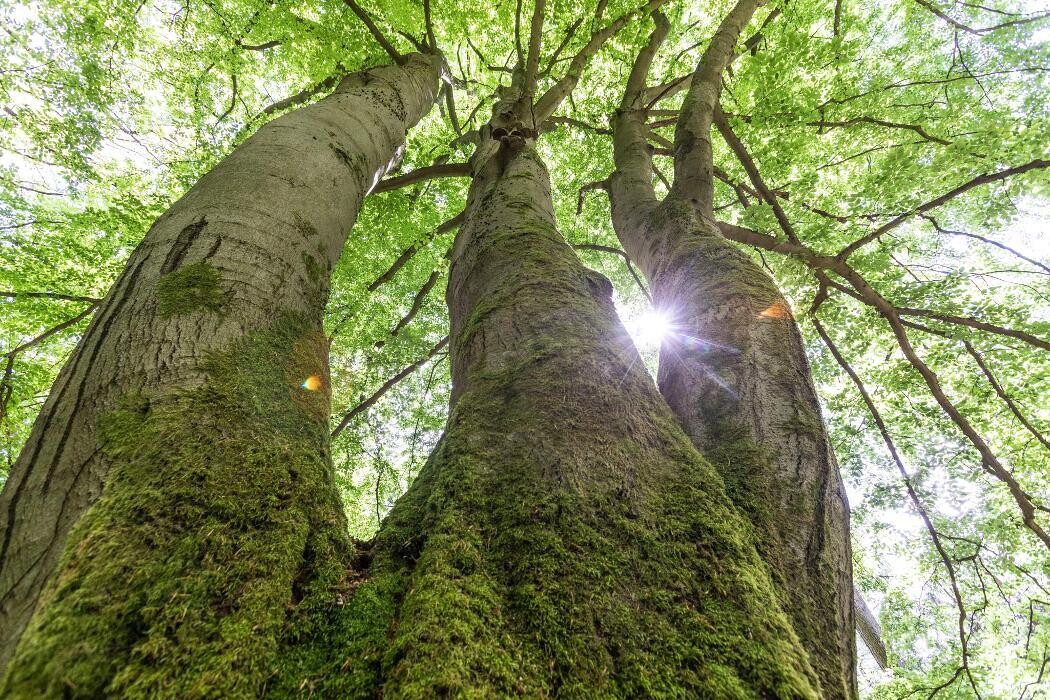 Bilder FriedWald Lüneburger Heide