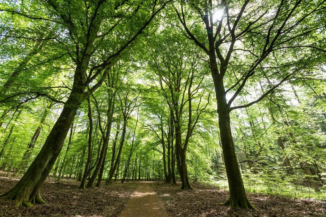 Bilder FriedWald Lüneburger Heide