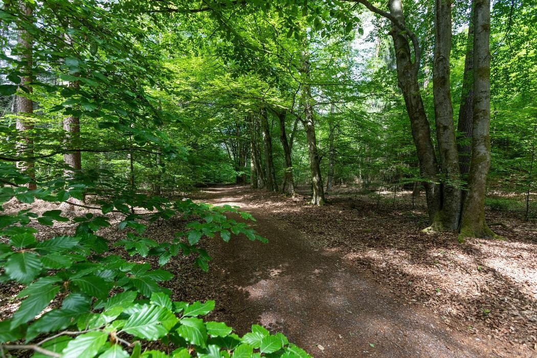 Bilder FriedWald Lüneburger Heide