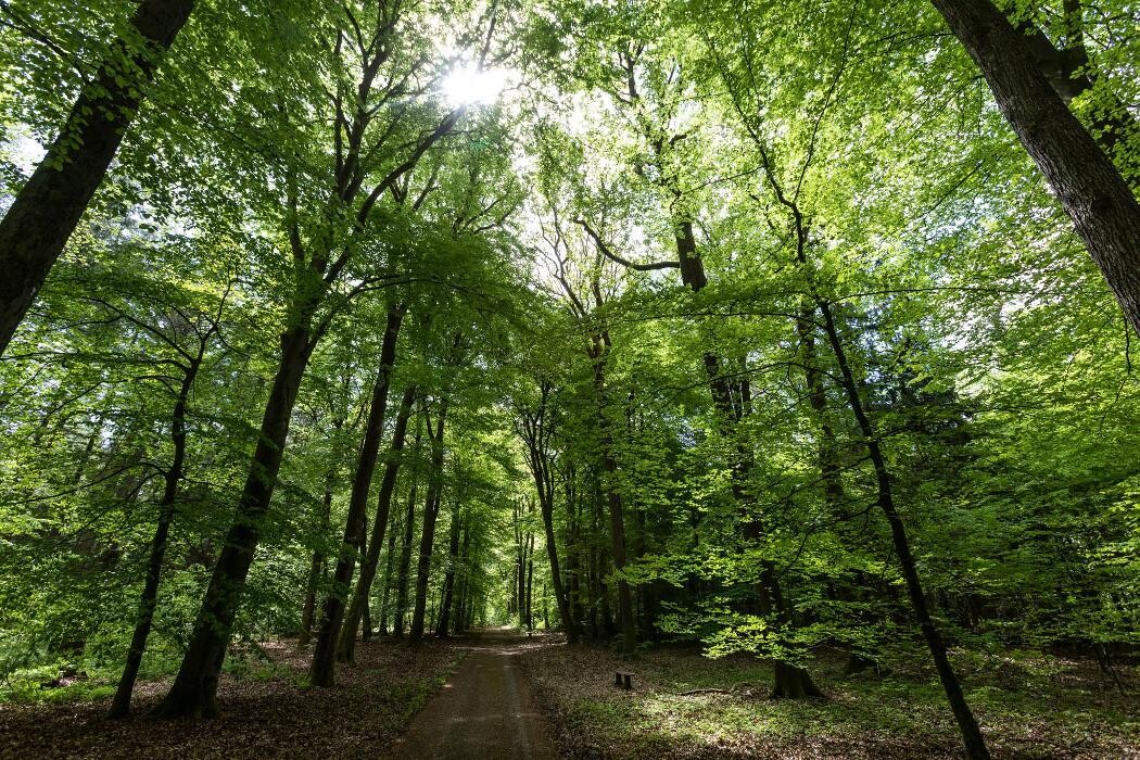 Bilder FriedWald Lüneburger Heide