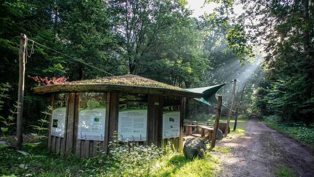 Bilder FriedWald Lüneburger Heide