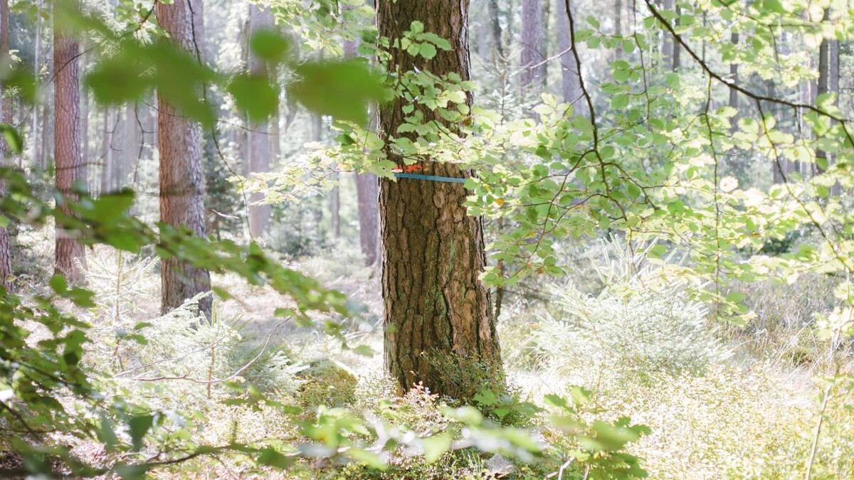 Bilder FriedWald Lüneburger Heide