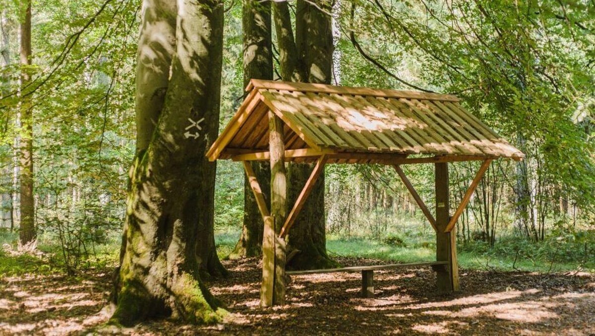 Bilder FriedWald Lüneburger Heide