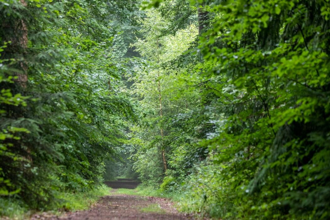 Bilder FriedWald Bremer Schweiz