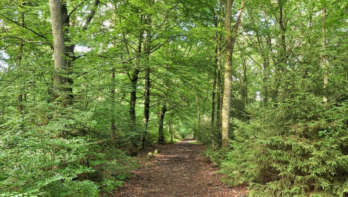 Bilder FriedWald Bremer Schweiz