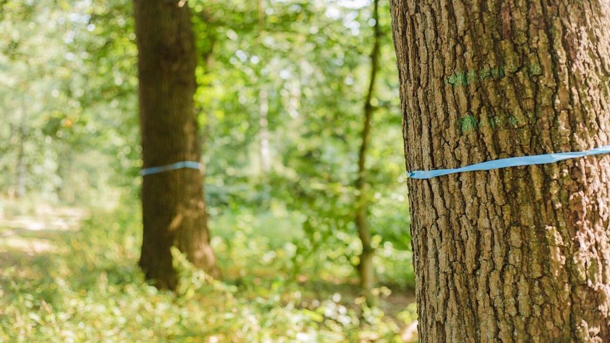 Bilder FriedWald Bremer Schweiz