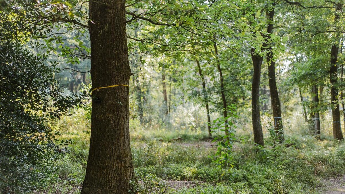 Bilder FriedWald Bremer Schweiz