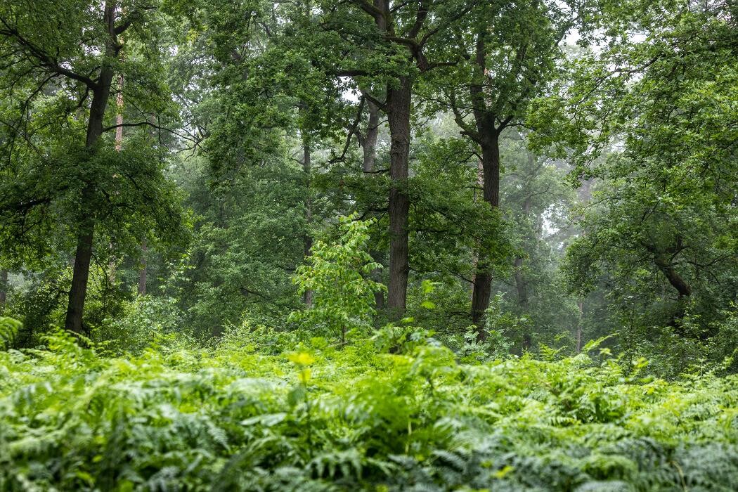 Bilder FriedWald Bremer Schweiz