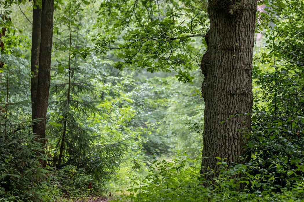 Bilder FriedWald Bremer Schweiz