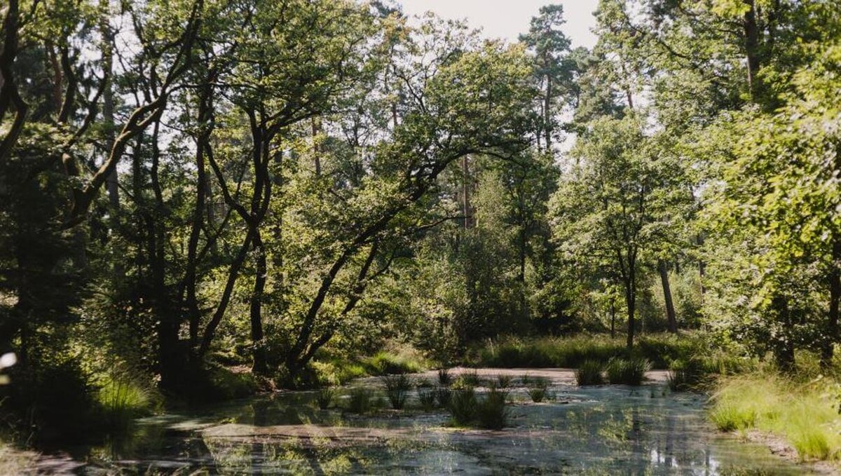 Bilder FriedWald Bremer Schweiz
