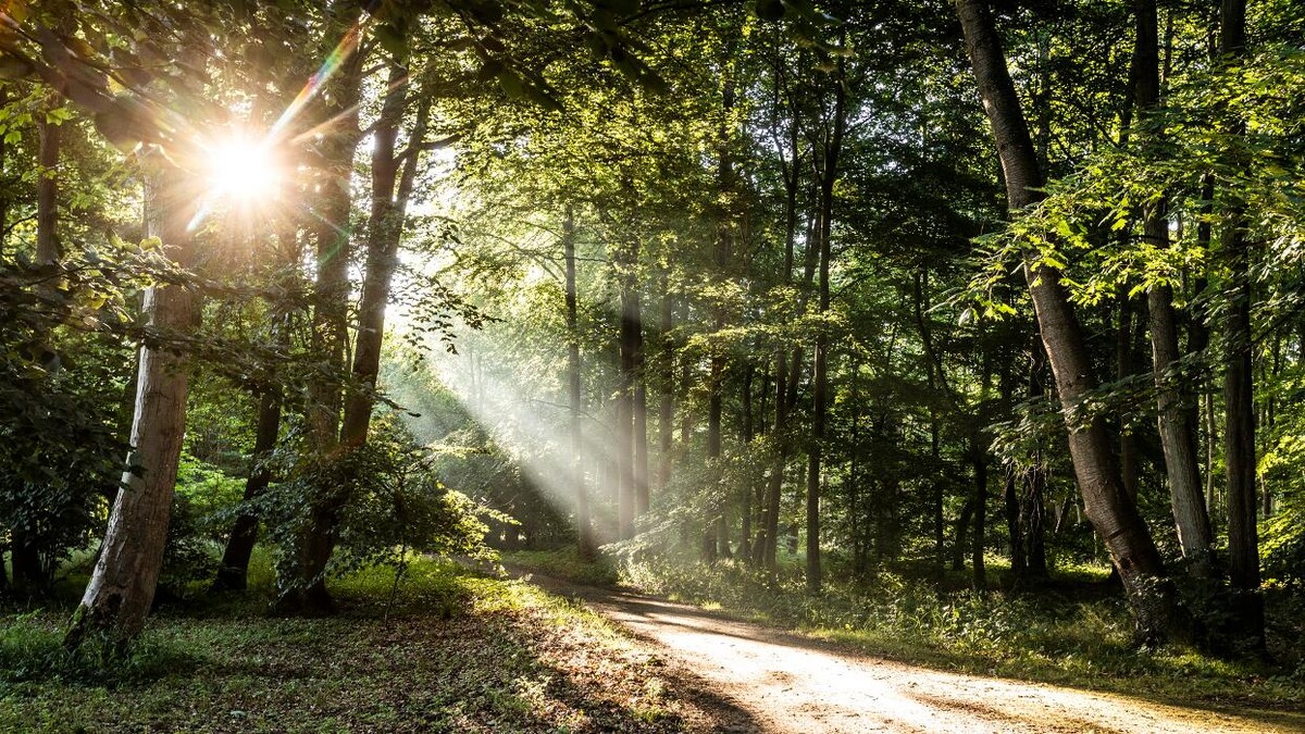 Bilder FriedWald Rügen