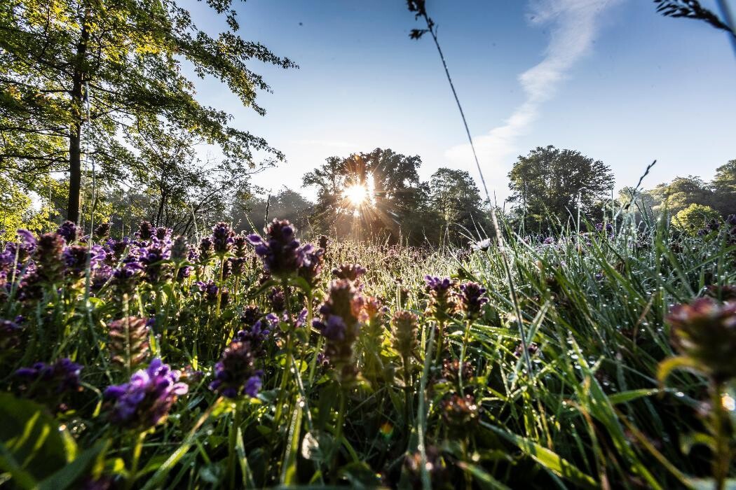 Bilder FriedWald Rügen