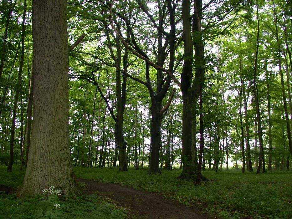 Bilder FriedWald Rügen