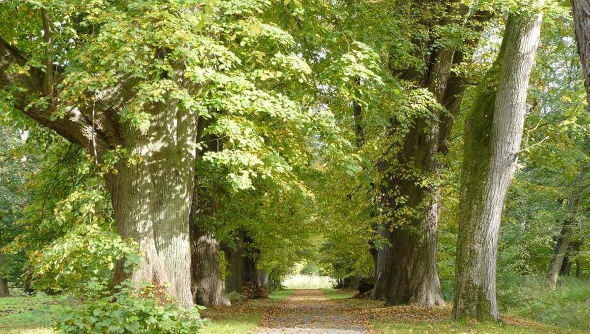 Bilder FriedWald Rügen