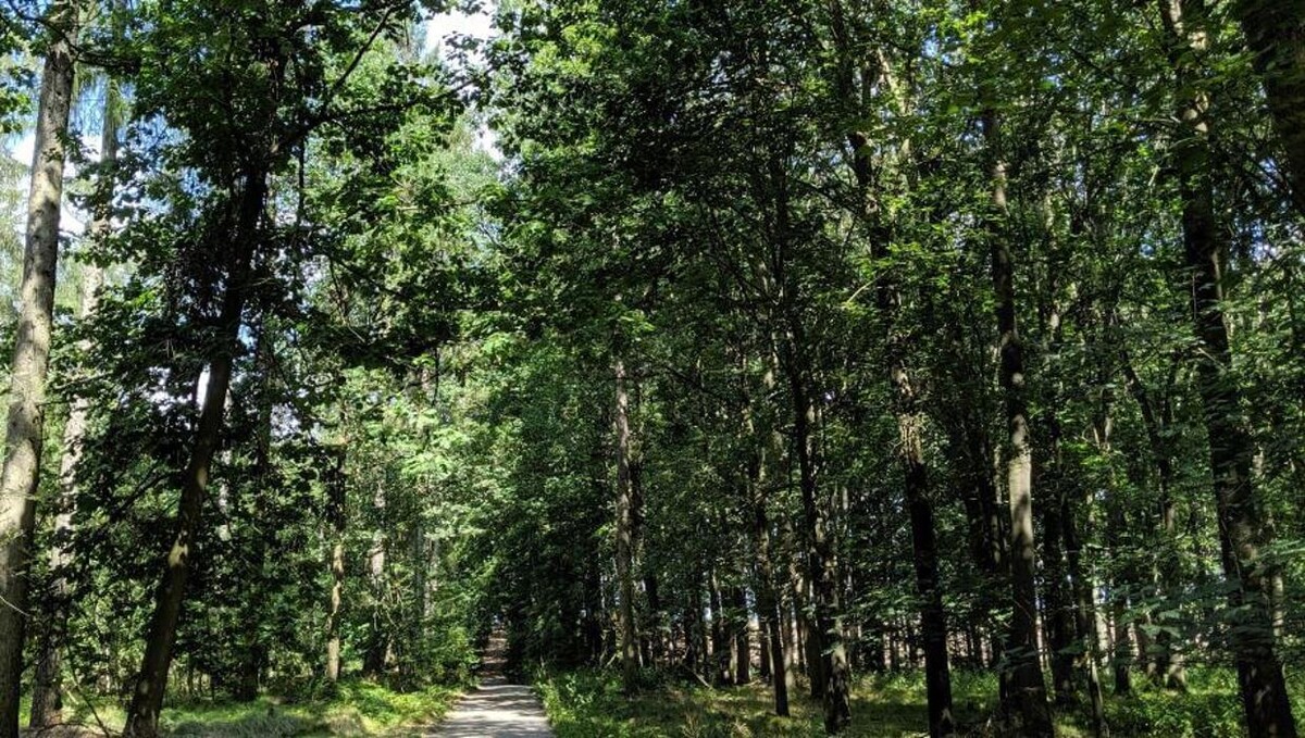 Bilder FriedWald Waldenburg