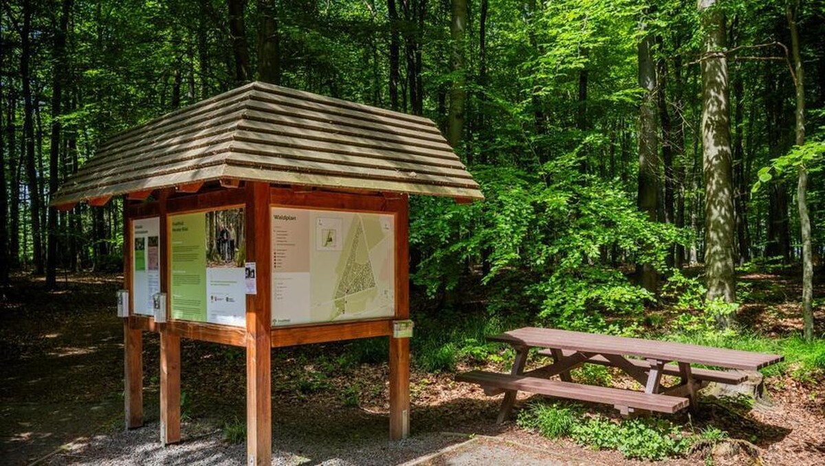 Bilder FriedWald Meroder Wald