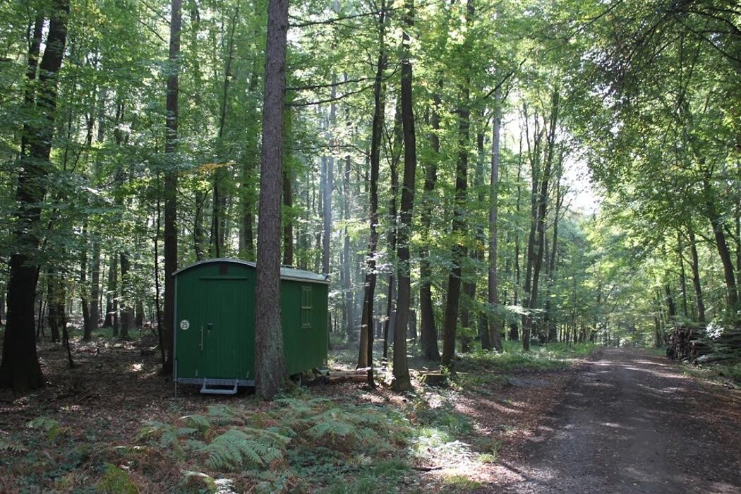 Bilder FriedWald Meroder Wald