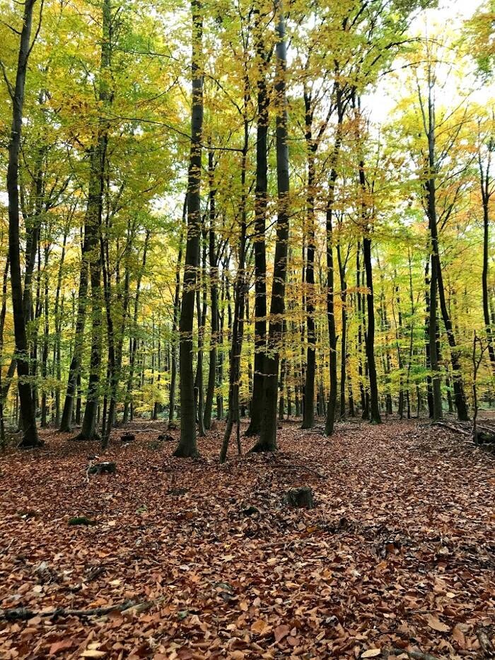 Bilder FriedWald Meroder Wald