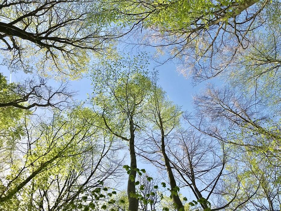 Bilder FriedWald Meroder Wald