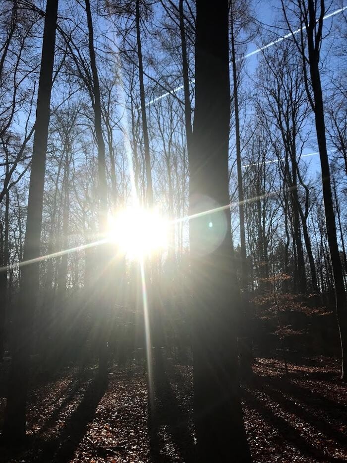 Bilder FriedWald Meroder Wald