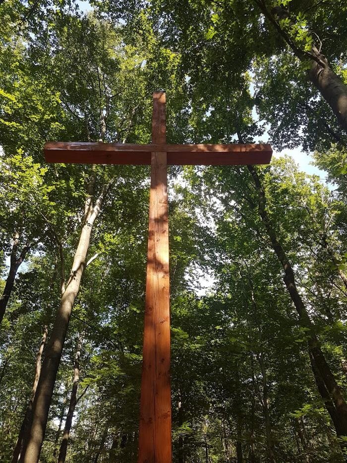 Bilder FriedWald Meroder Wald