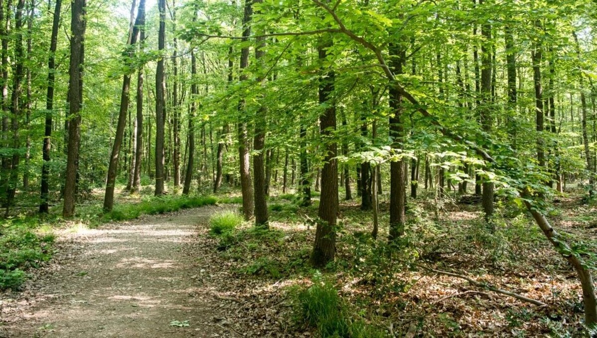 Bilder FriedWald Meroder Wald