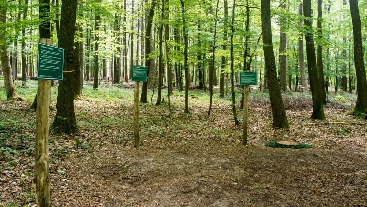 Bilder FriedWald Meroder Wald