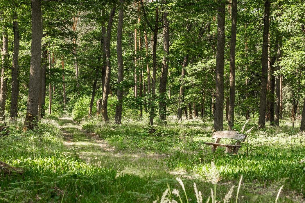 Bilder FriedWald Fürstenwalde