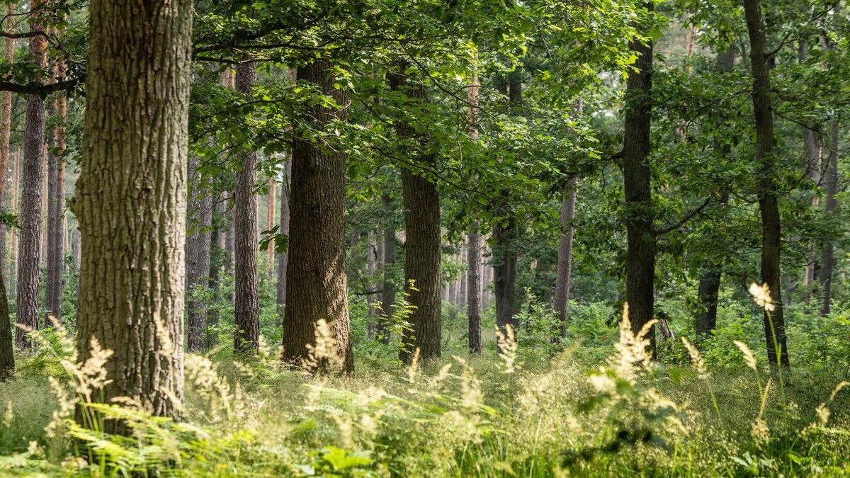 Bilder FriedWald Fürstenwalde