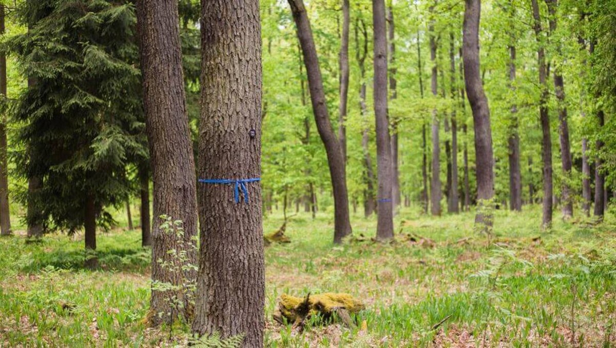 Bilder FriedWald Fürstenwalde