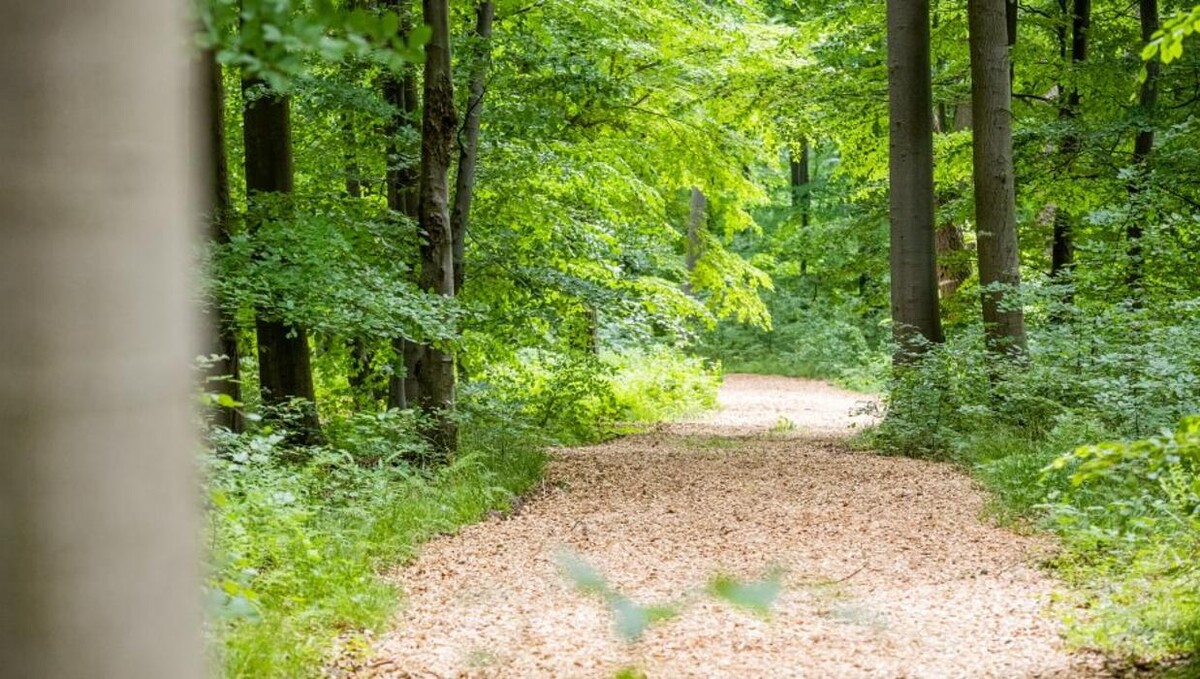 Bilder FriedWald Borchen-Nonnenbusch