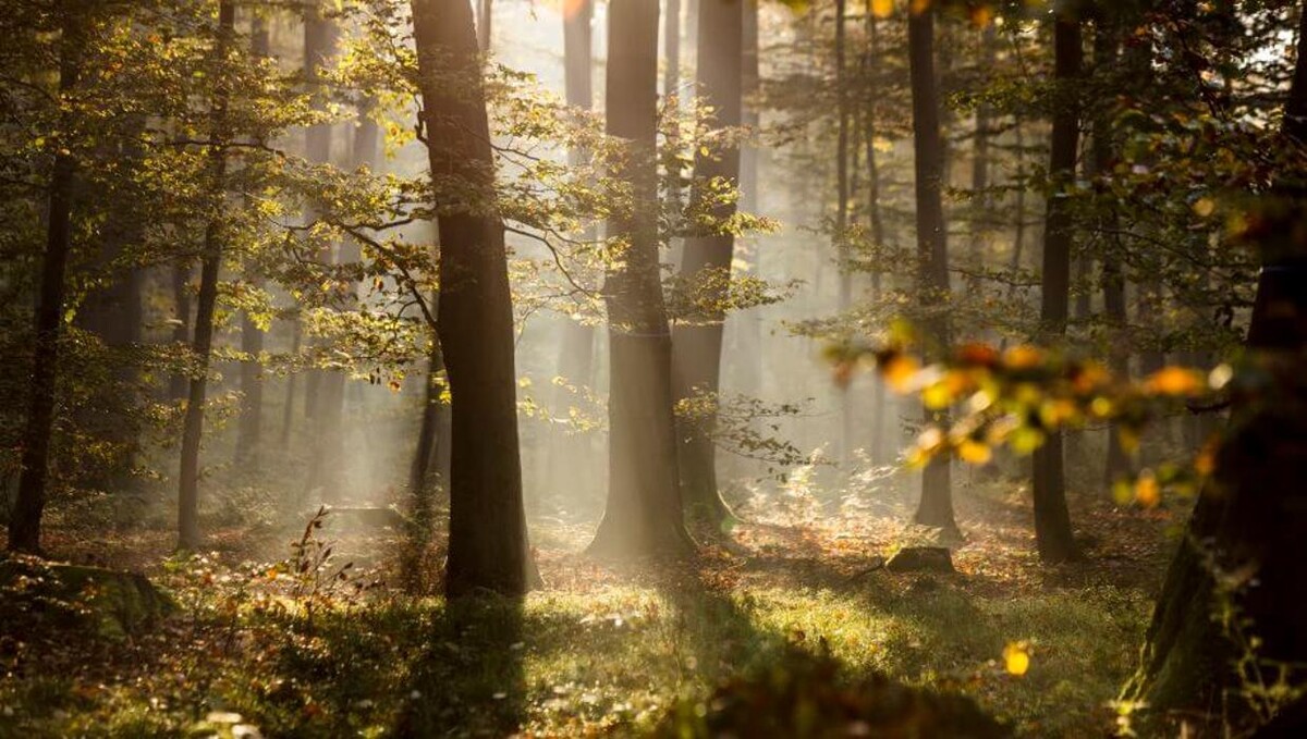Bilder FriedWald Borchen-Nonnenbusch
