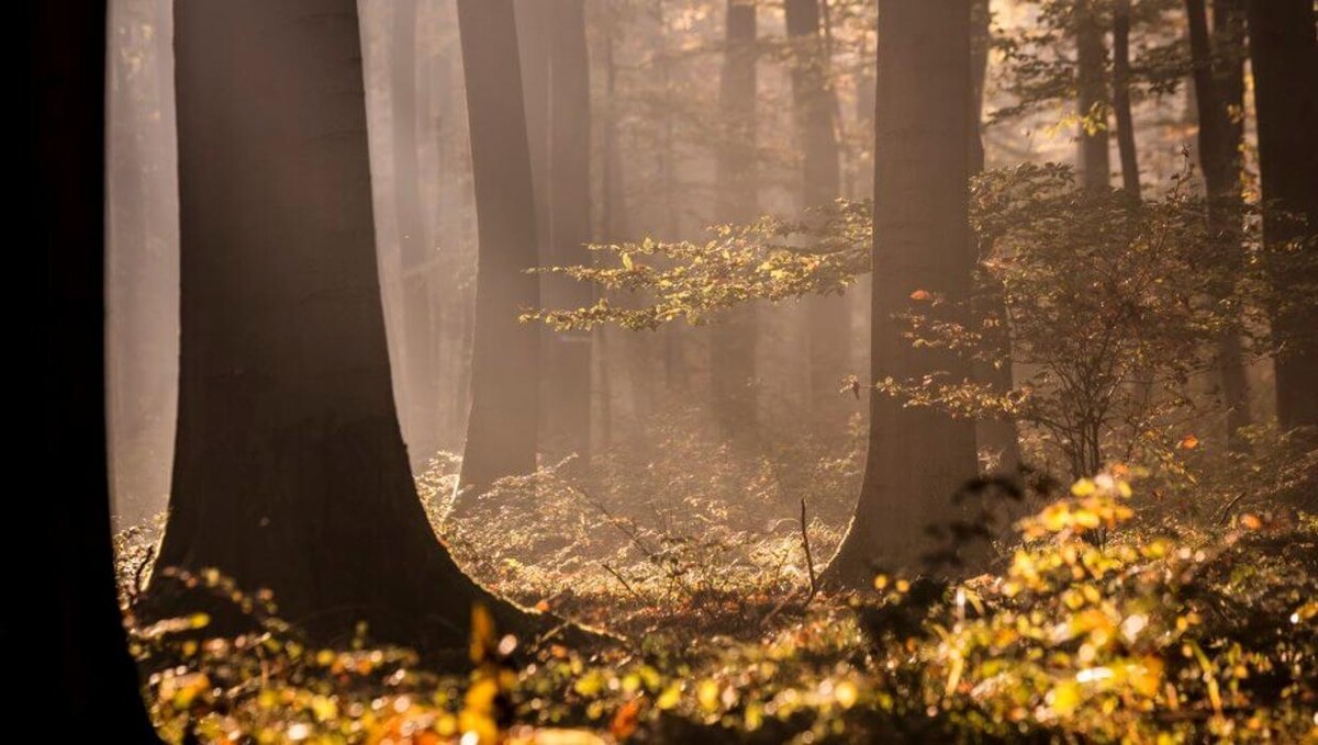 Bilder FriedWald Borchen-Nonnenbusch