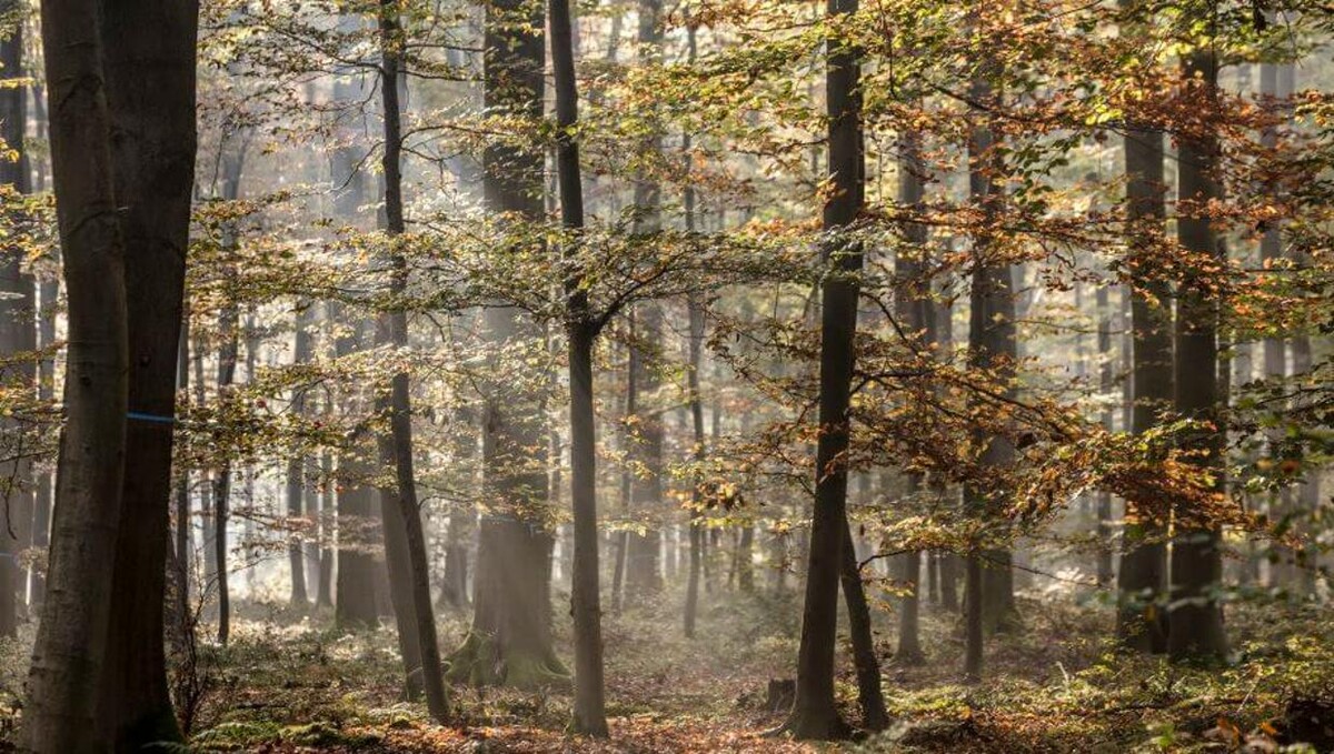 Bilder FriedWald Borchen-Nonnenbusch