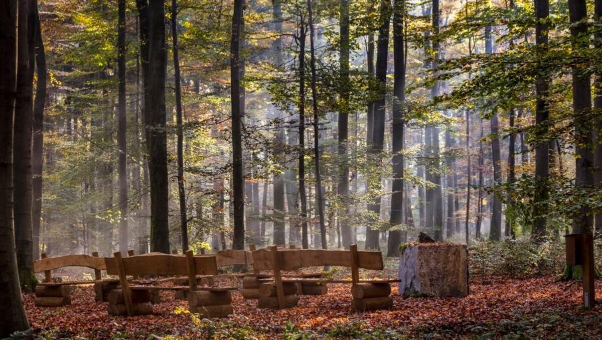 Bilder FriedWald Borchen-Nonnenbusch