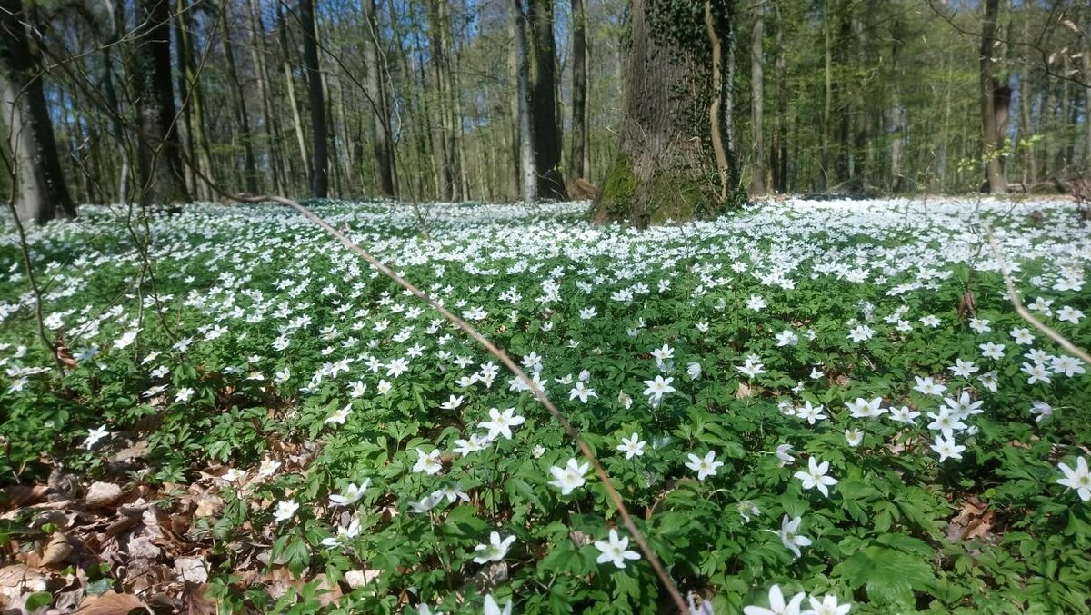 Bilder FriedWald Buxtehude
