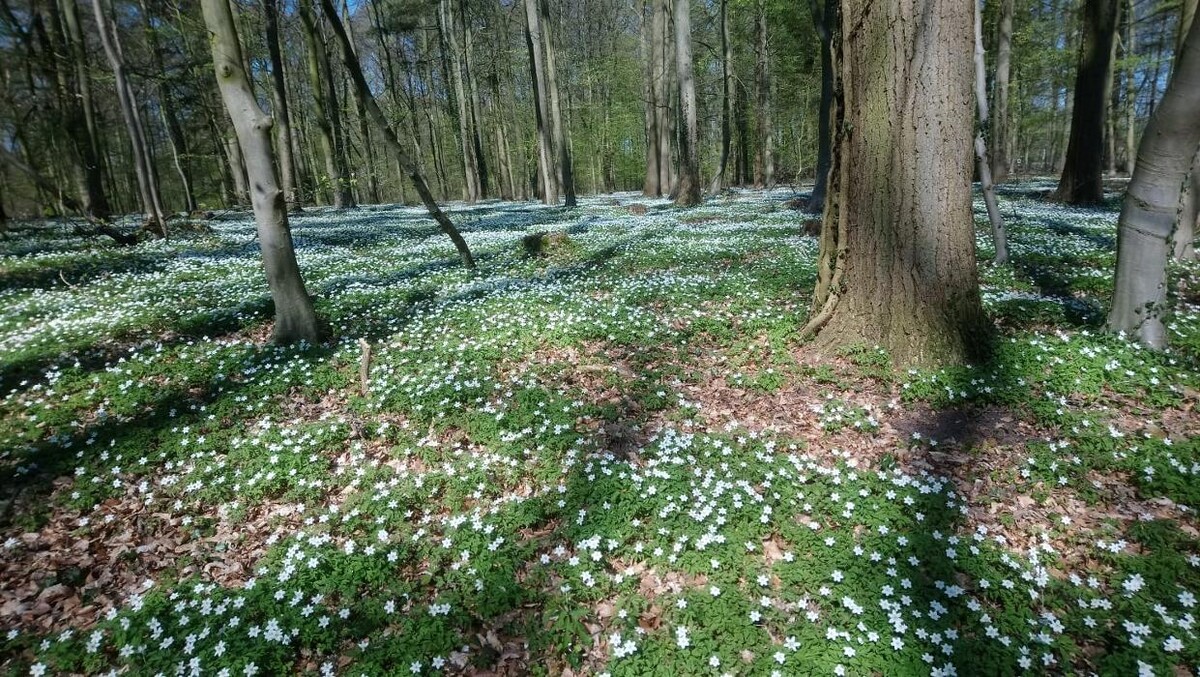 Bilder FriedWald Buxtehude