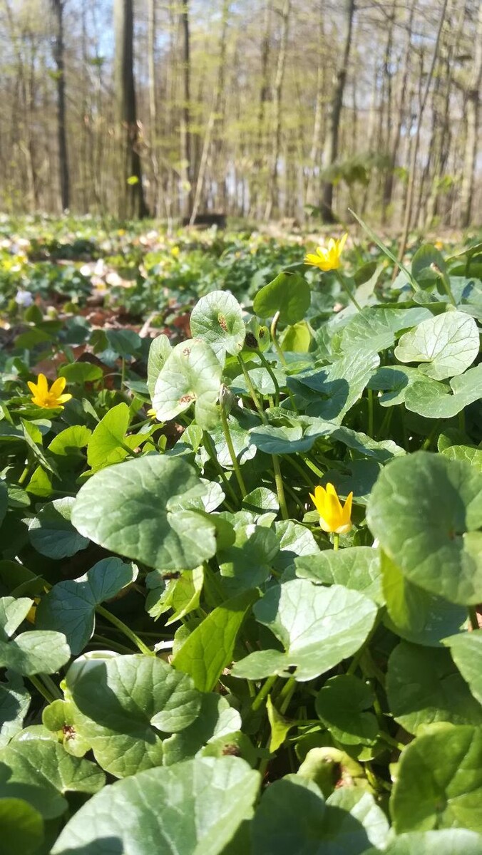 Bilder FriedWald Buxtehude