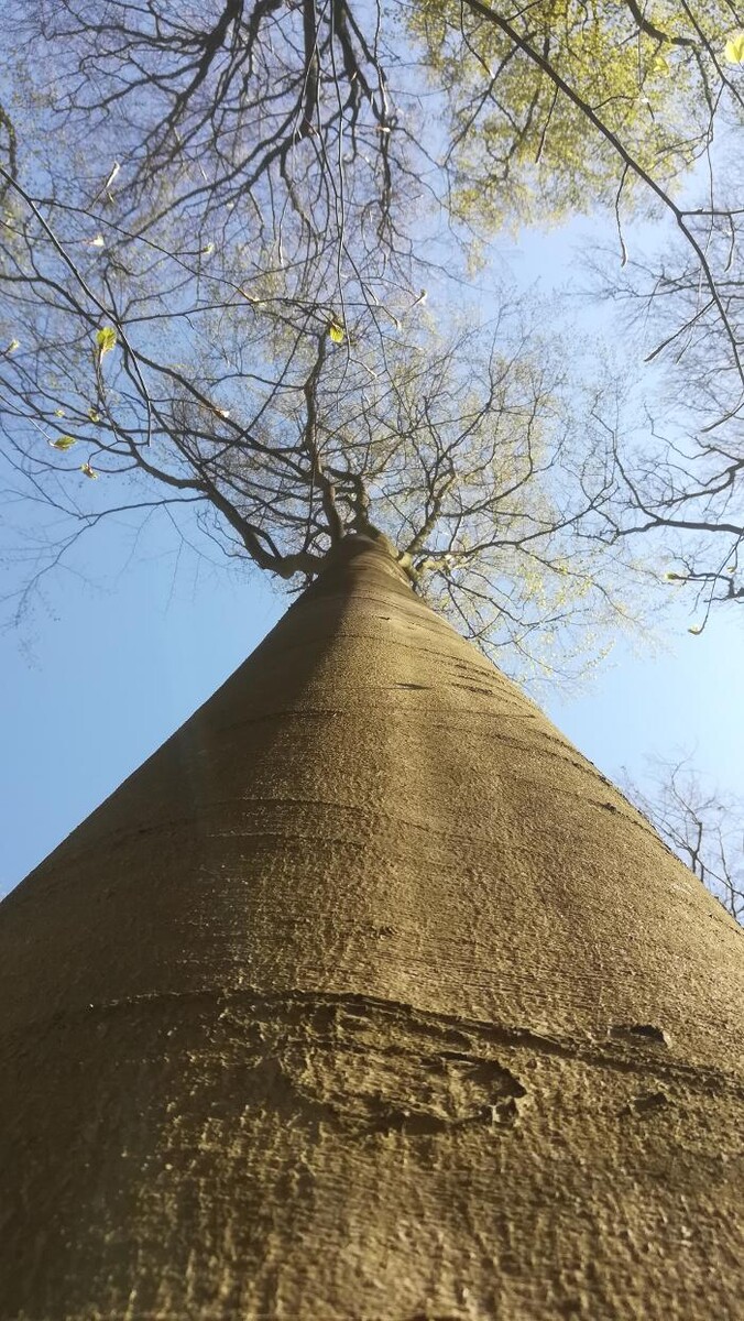 Bilder FriedWald Buxtehude
