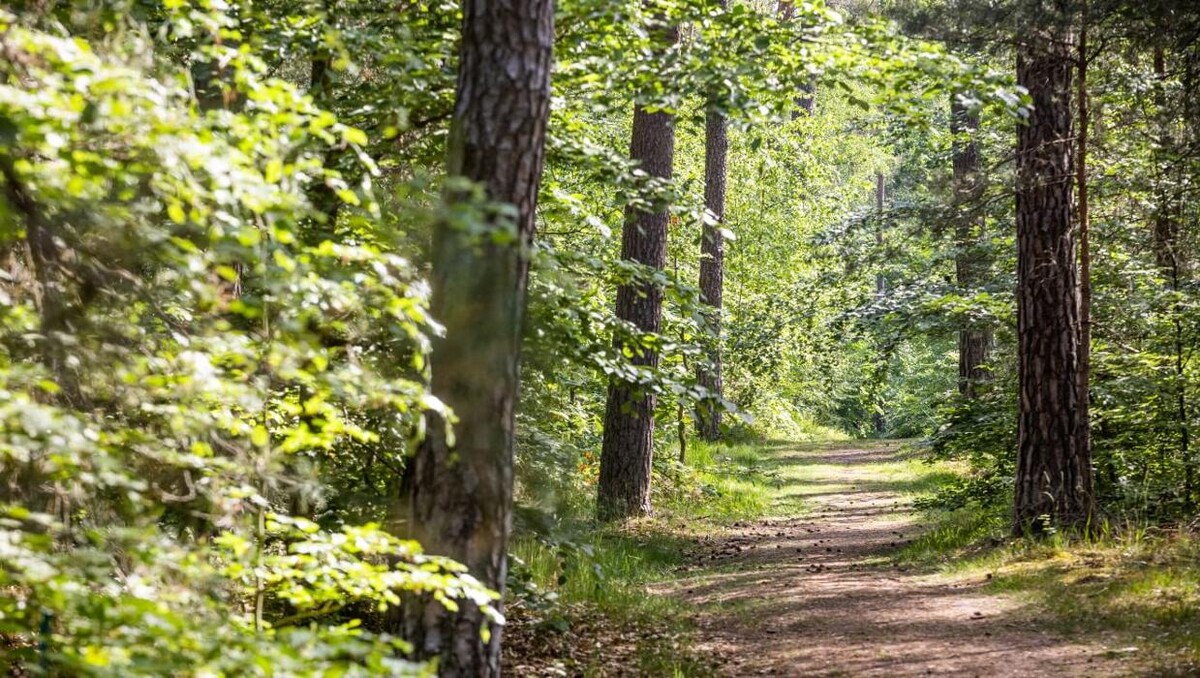 Bilder FriedWald Dudenhofen